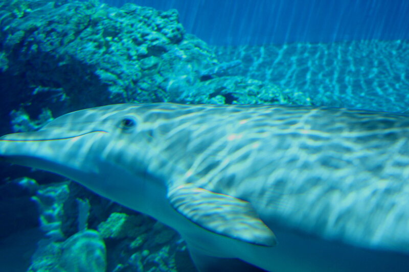 Dolphin Swimming Underwater — Blue, Calm