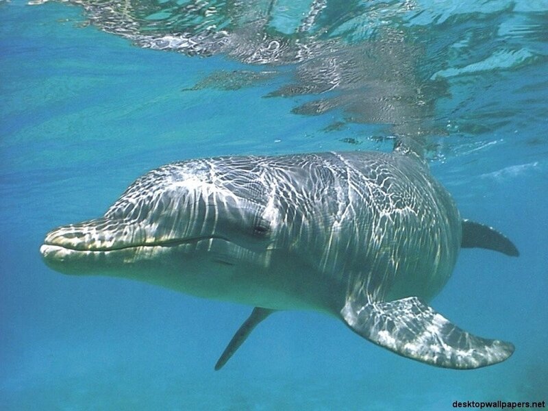 Dolphin Swimming Underwater — Blue, Serene, Afternoon, Photograph, Ocean