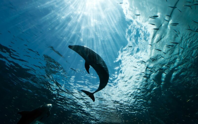 Dolphin Swimming Underwater — Blue, Serene, Afternoon, Photograph, Sunlight
