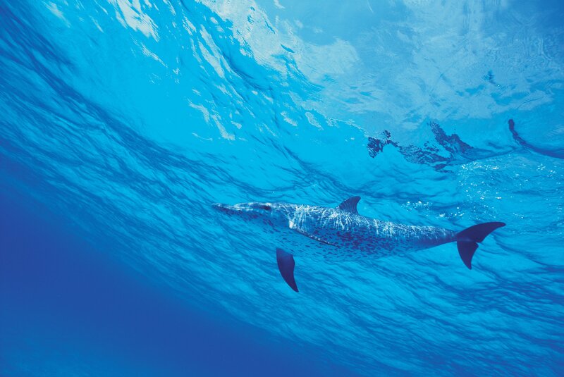 Dolphin Swimming Underwater — Blue, Serene, Afternoon, Photograph