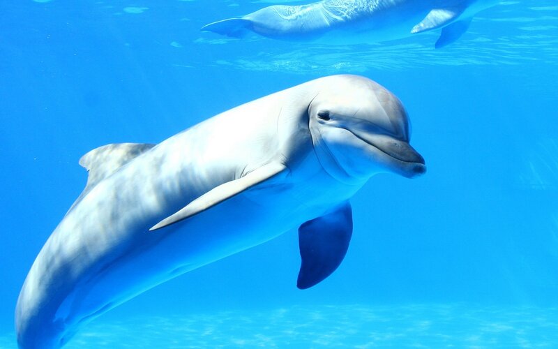 Dolphin Swimming Underwater — Blue, Serene, Afternoon
