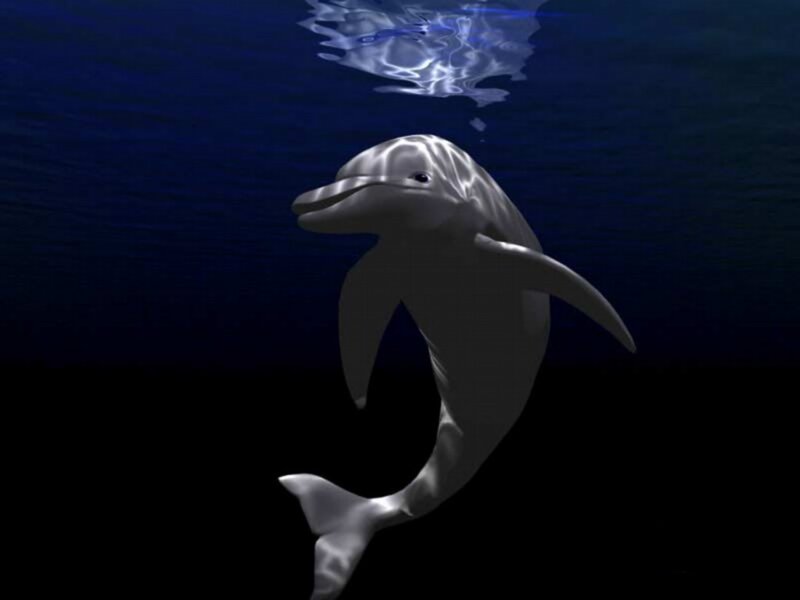 Dolphin Swimming Underwater — Blue, Serene, Night, 3d Render, Water