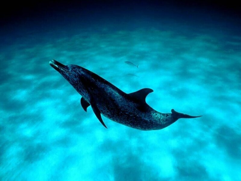 Dolphin Swimming Underwater — Blue, Serene, Photograph, Fish