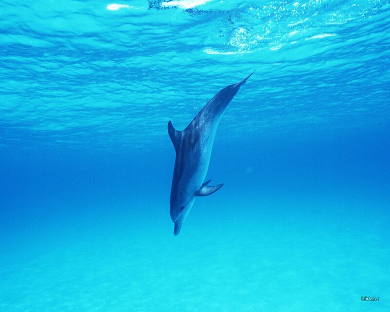 Dolphin Swimming Underwater — Blue, Serene, Photograph, Ocean, Surface, Cyan