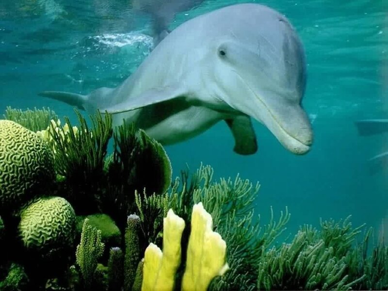 Dolphin Swimming Underwater — Blue, Serene, Photograph