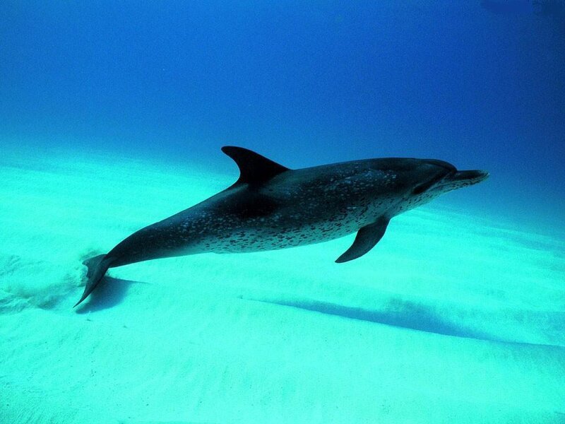 Dolphin Swimming Underwater — Blue, Serene