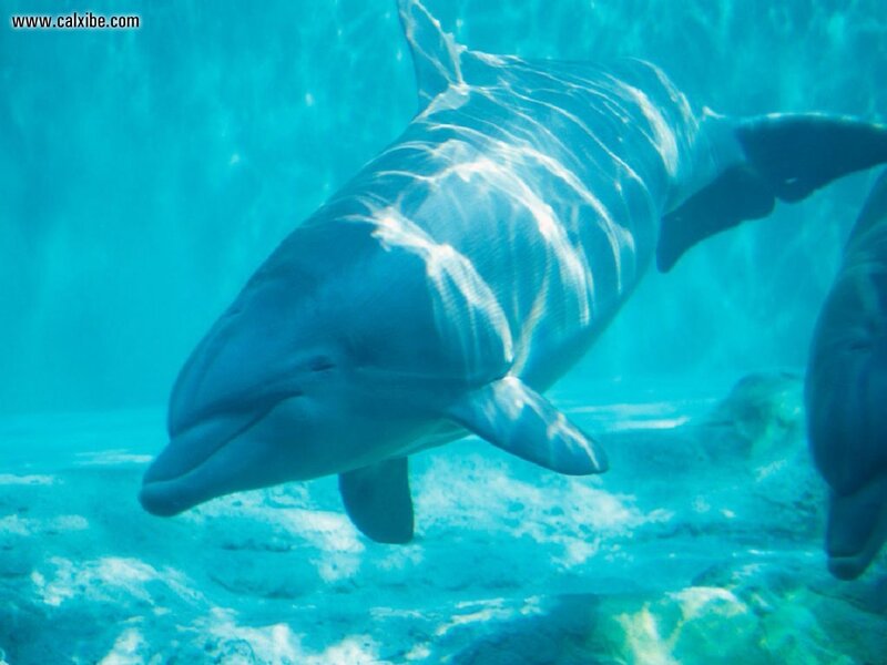 Dolphin Swimming Underwater — Blue