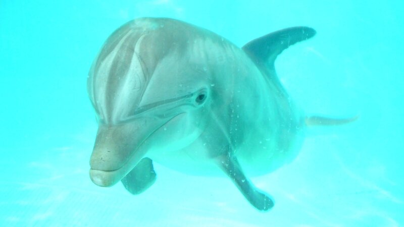 Dolphin Swimming Underwater — Cyan