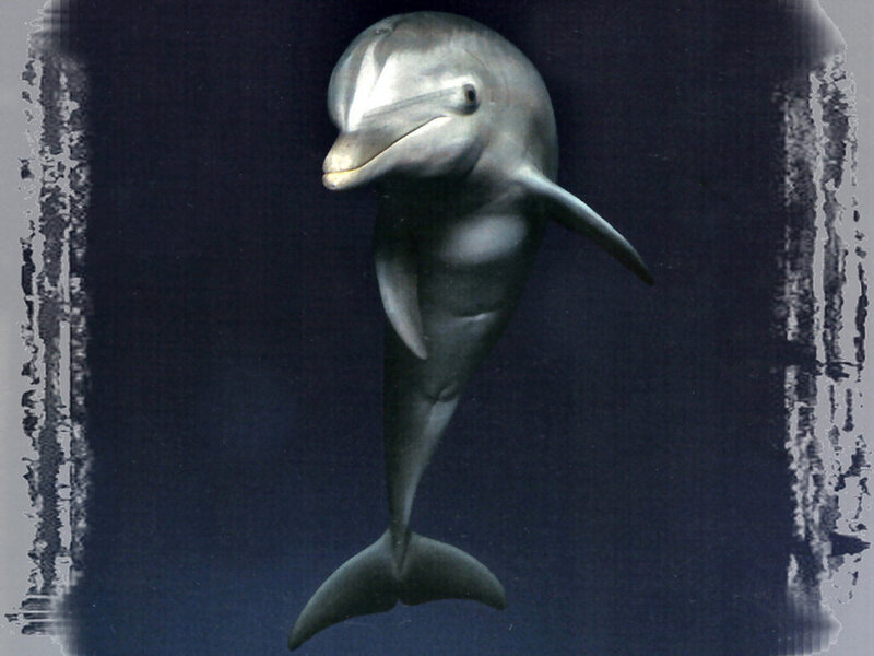 Dolphin Swimming Underwater — Gray