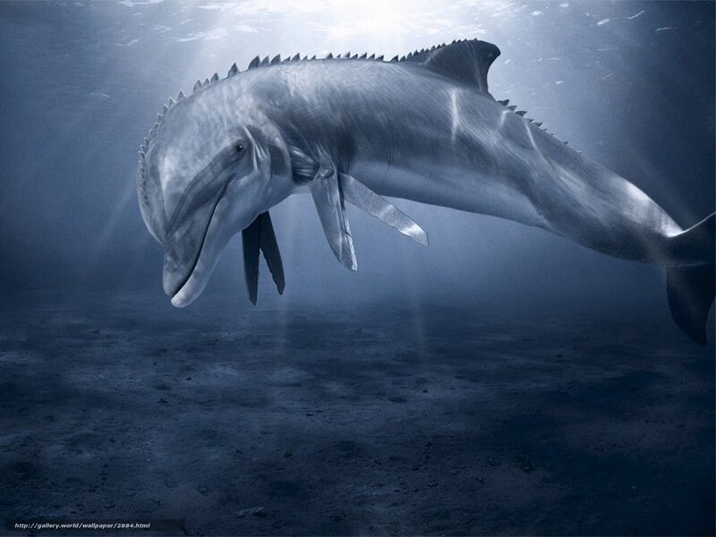 Dolphin swimming underwater
