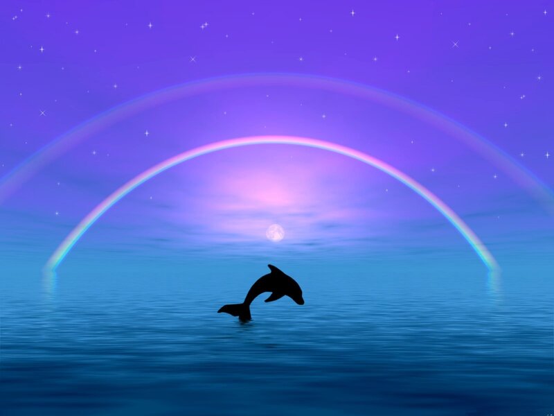 Dolphin under a rainbow