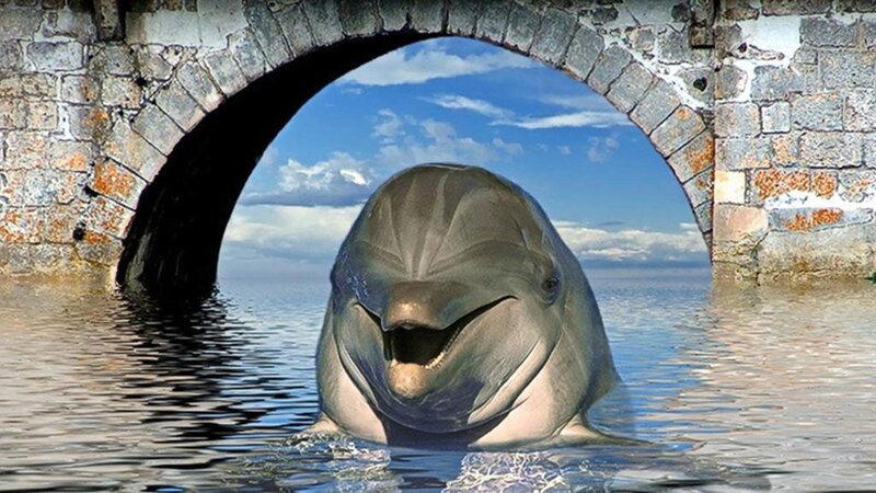 Dolphin under Arch