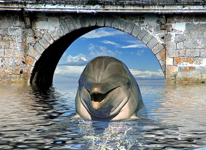 dolphin under stone bridge