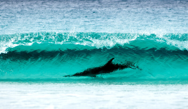 Dolphin under Wave