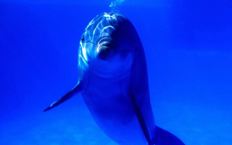 Dolphin Underwater — Blue, Bubbles