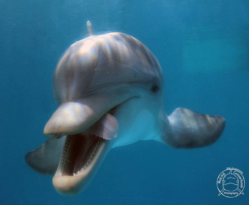Dolphin Underwater — Blue, Calm, Photograph, Open Mouth