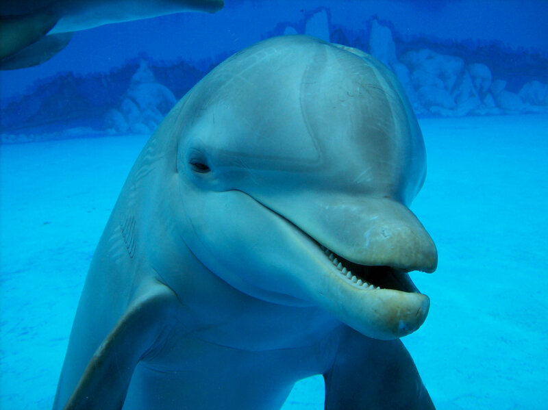 Dolphin Underwater — Blue, Calm, Photograph