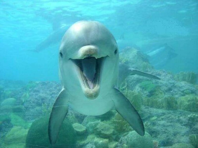 Dolphin Underwater — Blue, Calm