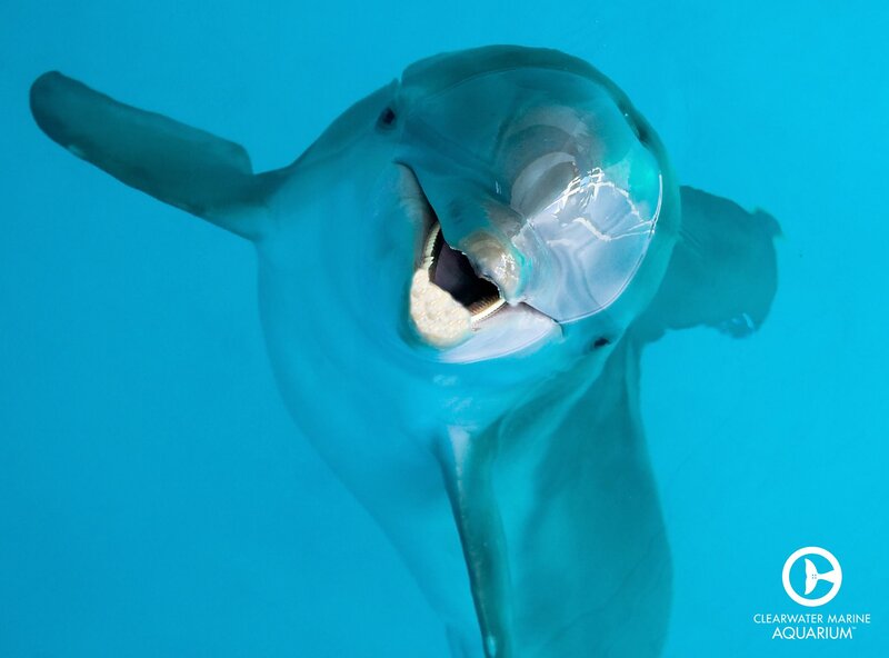 Dolphin Underwater — Blue, Playful
