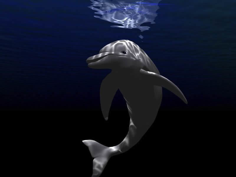 Dolphin Underwater — Blue, Serene, Night