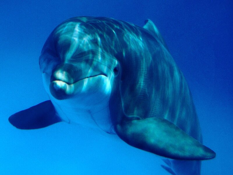 Dolphin Underwater — Blue, Serene, Photograph, Ocean, Light