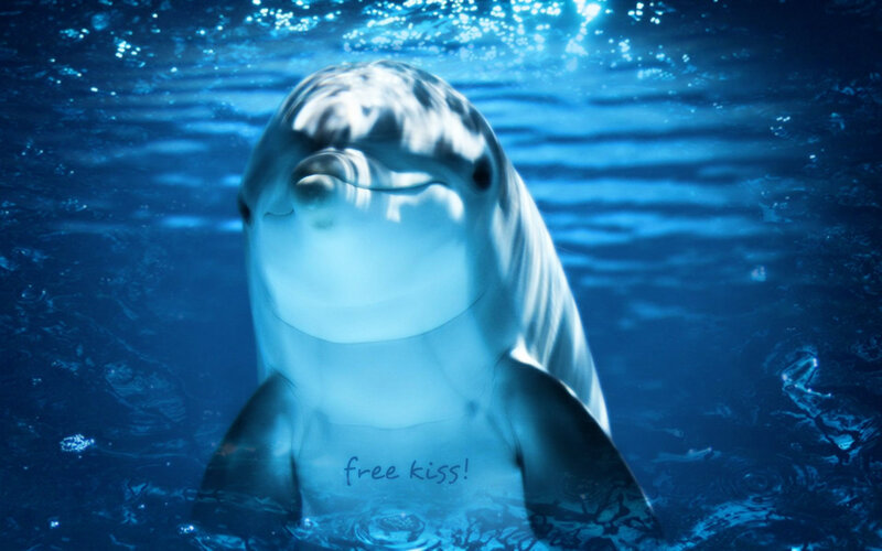 Dolphin Underwater — Blue, Serene, Photograph, Water