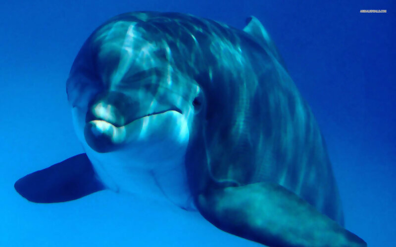 Dolphin Underwater — Blue, Serene