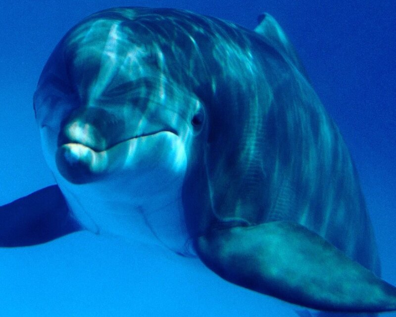 Dolphin underwater close-up