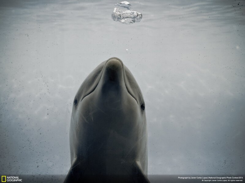 Dolphin Underwater — Gray