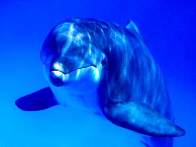 Dolphin Underwater — Ocean
