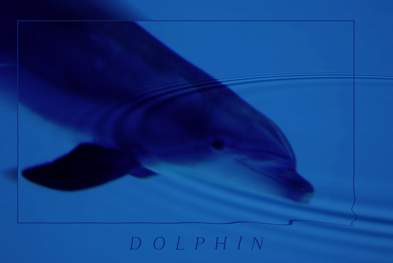Dolphin underwater portrait