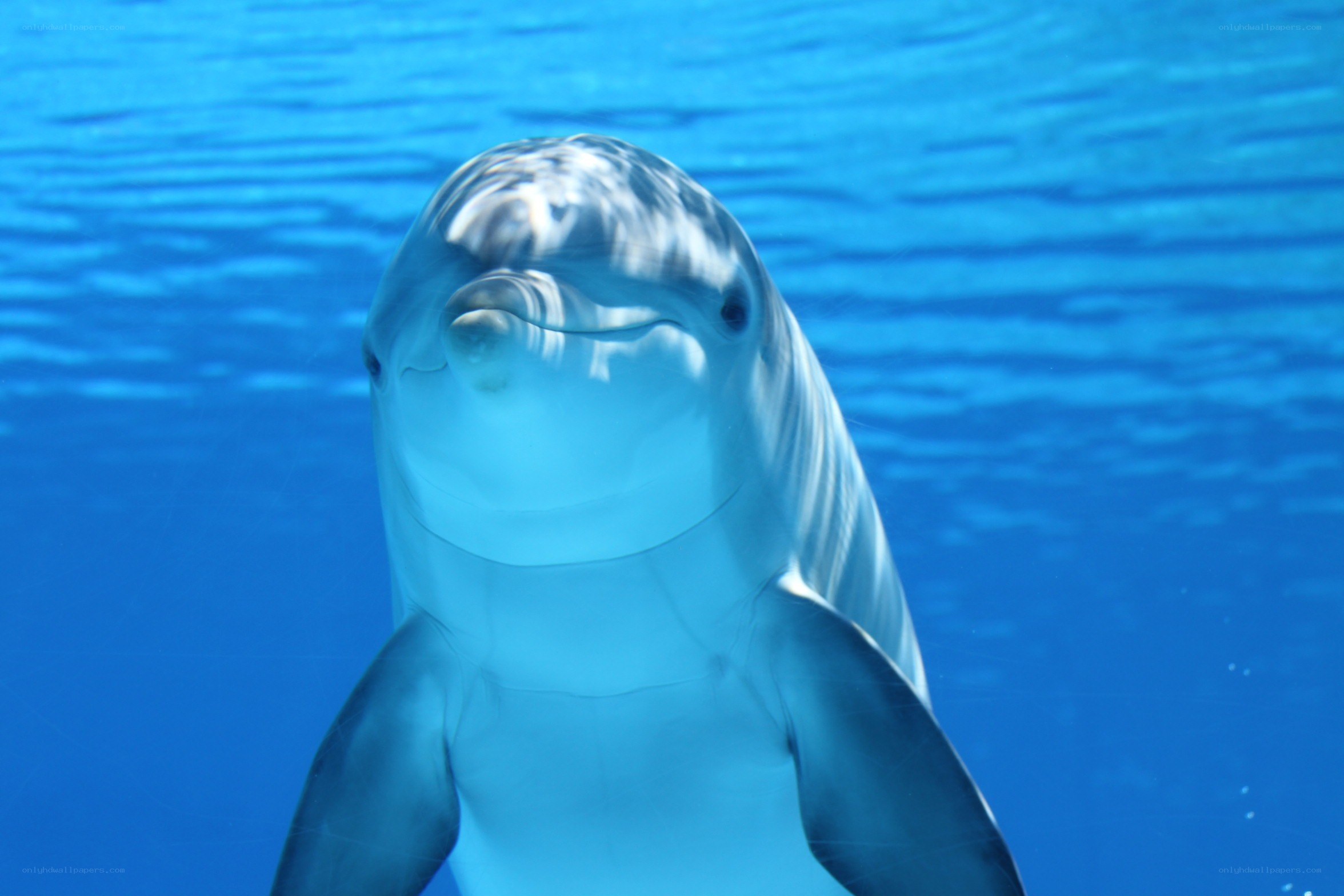 Dolphin underwater portrait