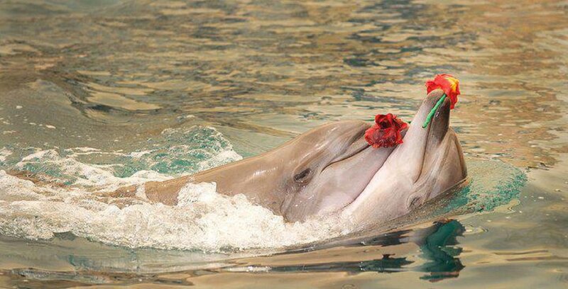 Dolphin with Flowers — Gray