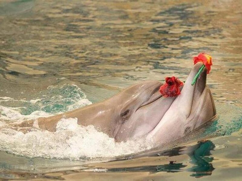 Dolphin with Flowers