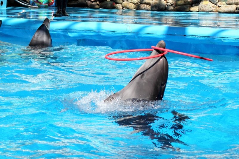 Dolphin with Hoop — Blue