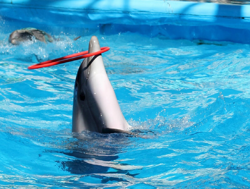 Dolphin with Hoop