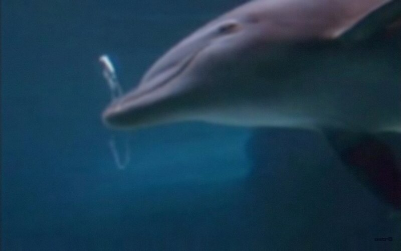 dolphin with object in mouth