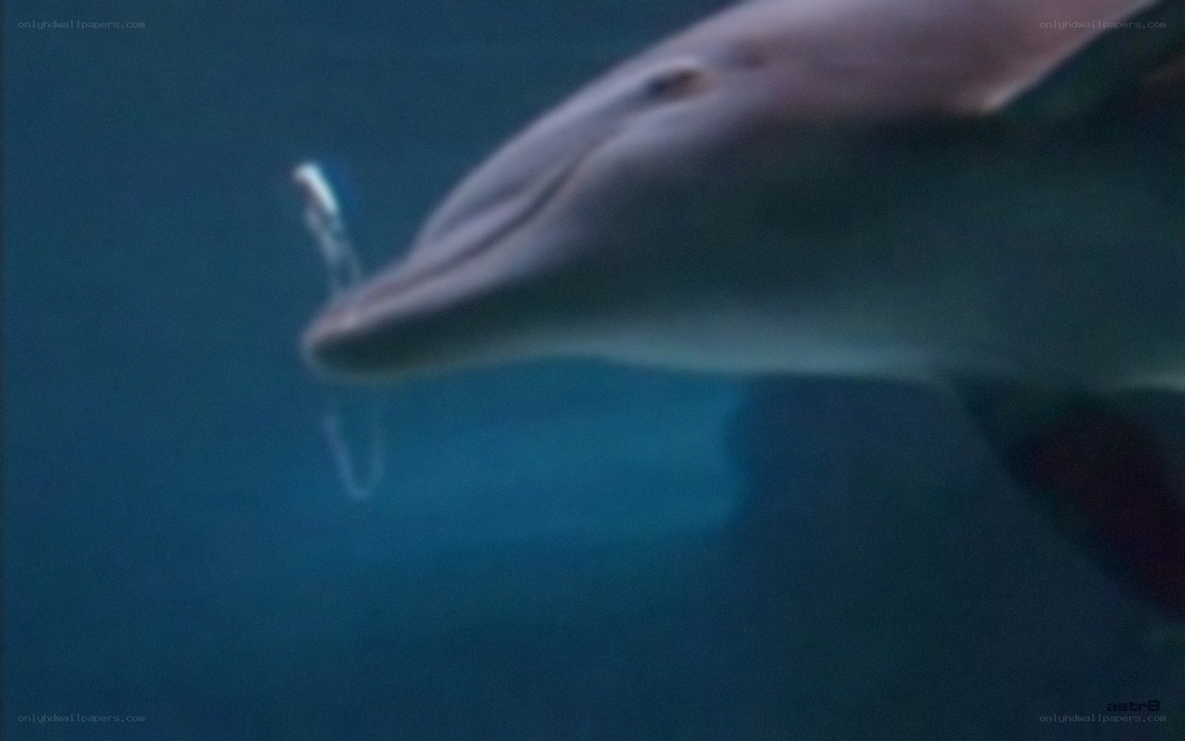 dolphin with object in mouth