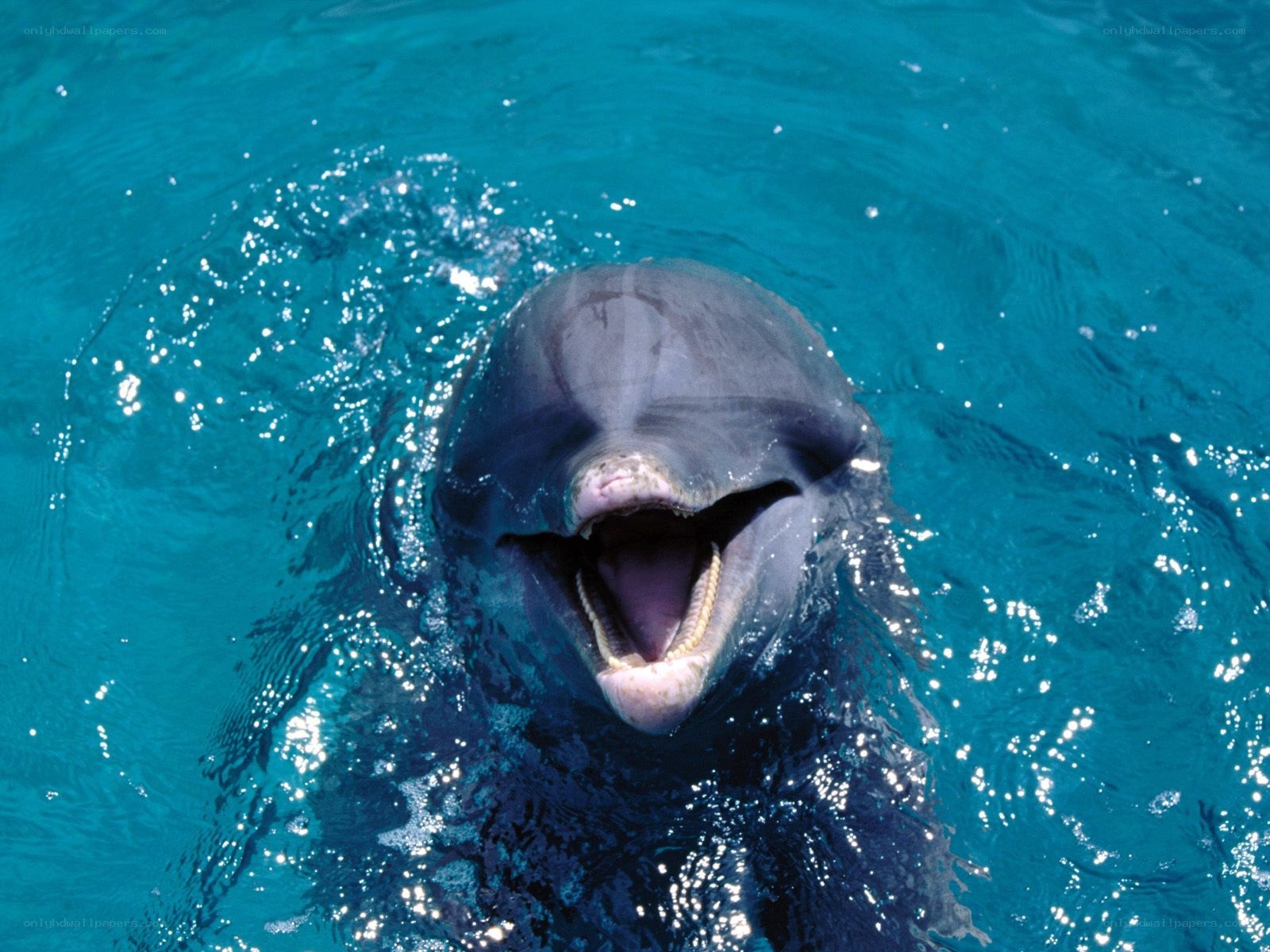 Dolphin with open mouth