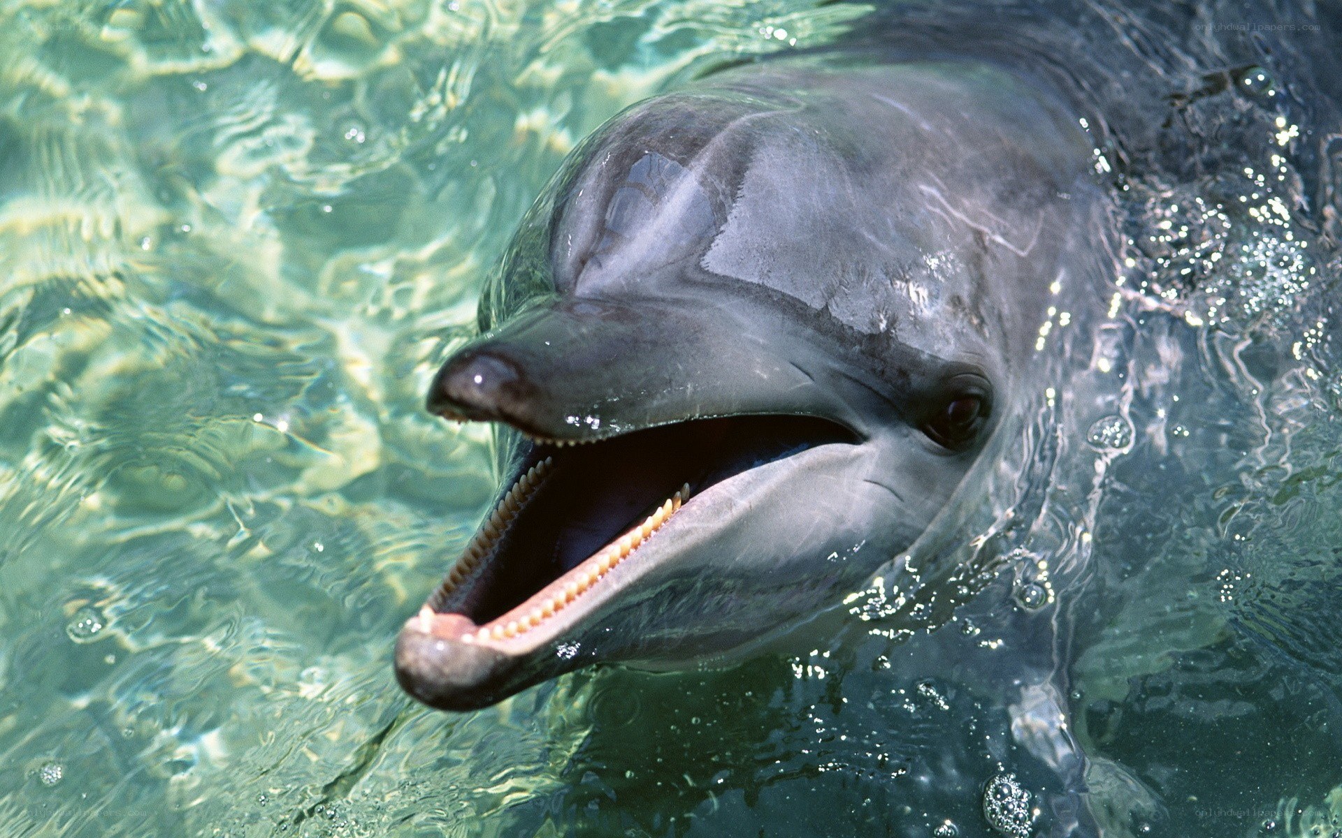 dolphin with open mouth