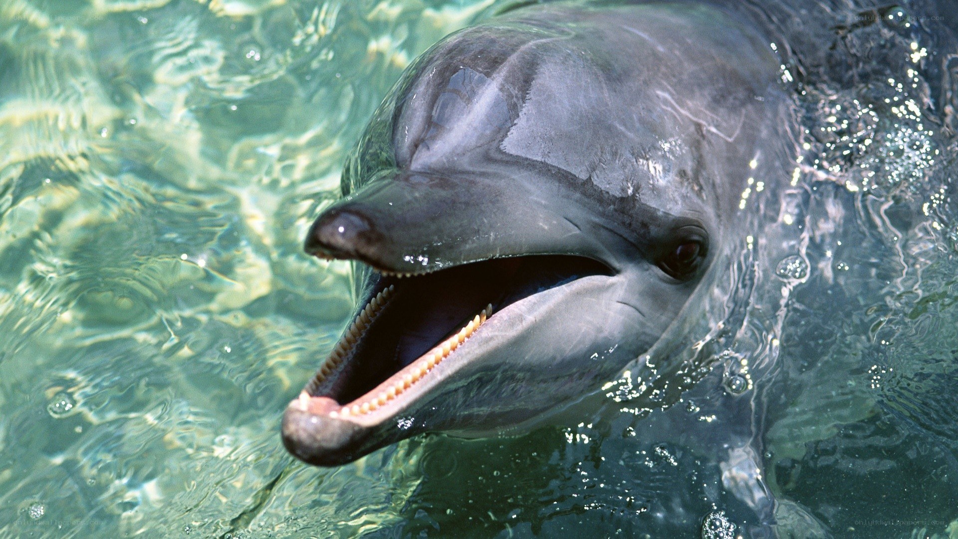 dolphin with open mouth