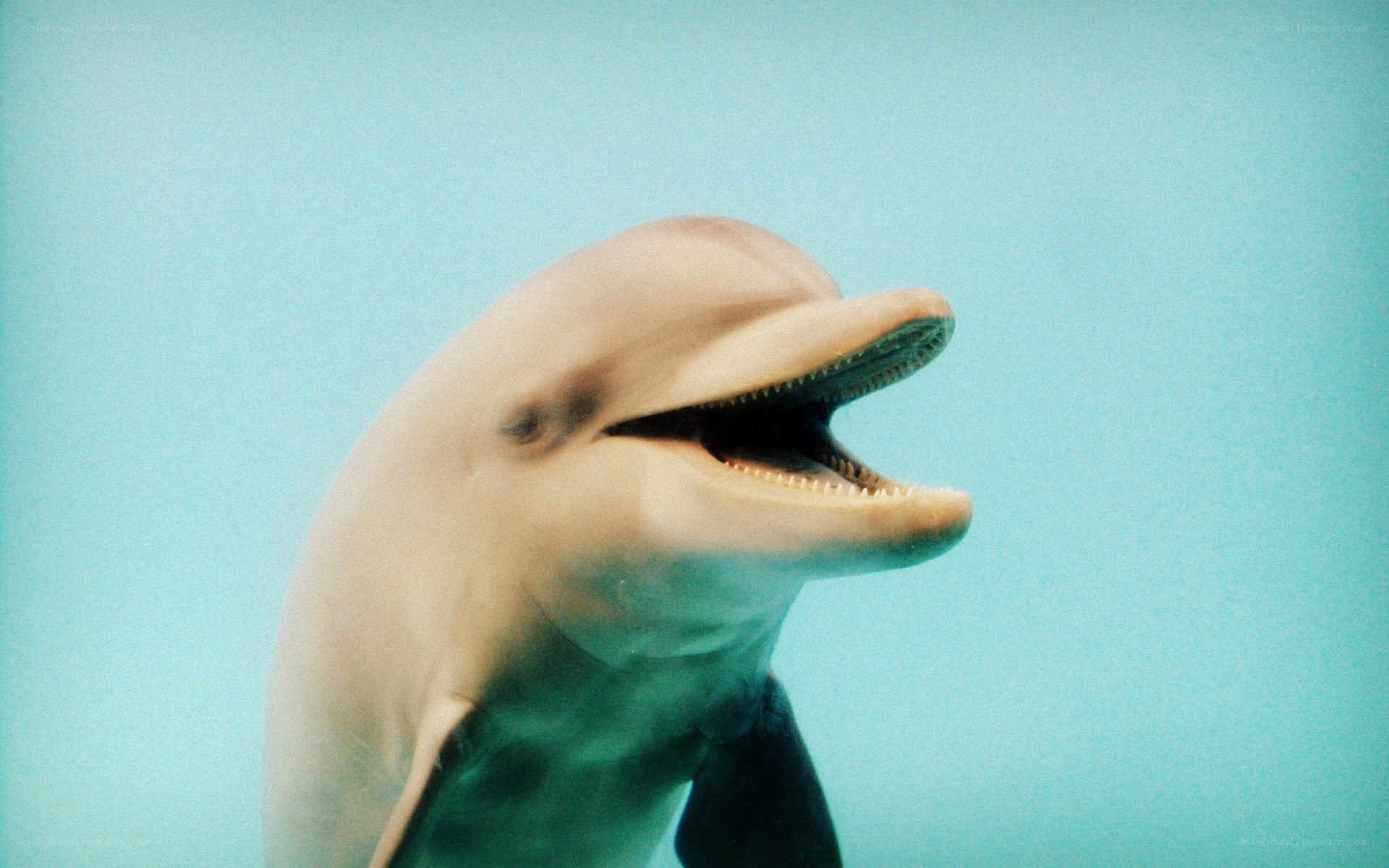 dolphin with open mouth