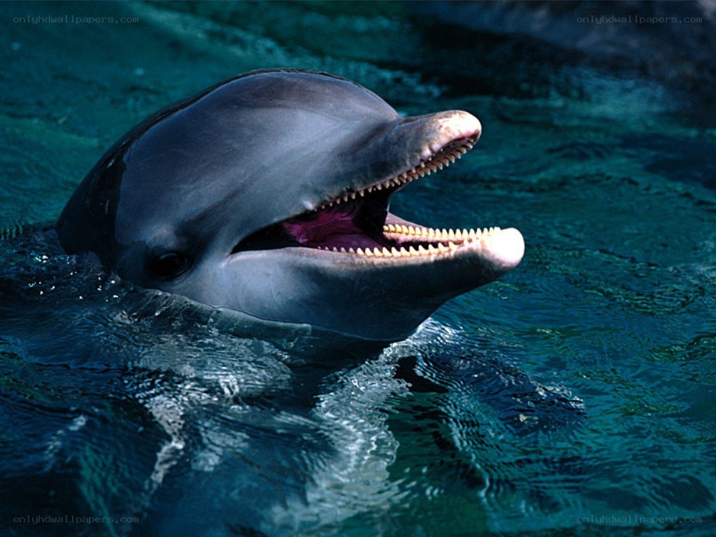 Dolphin with open mouth