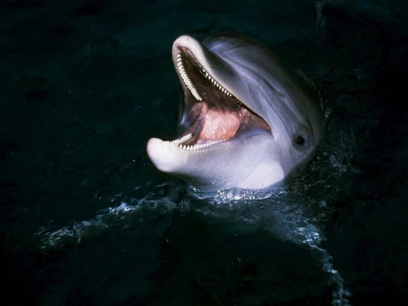 Dolphin with Open Mouth — Gray