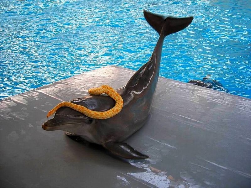 Dolphin with Snake