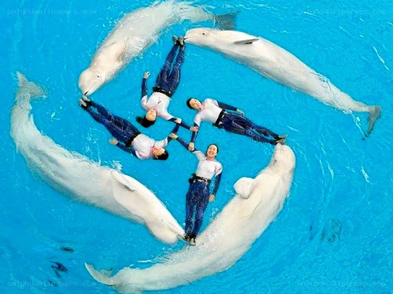 dolphins and trainers in formation