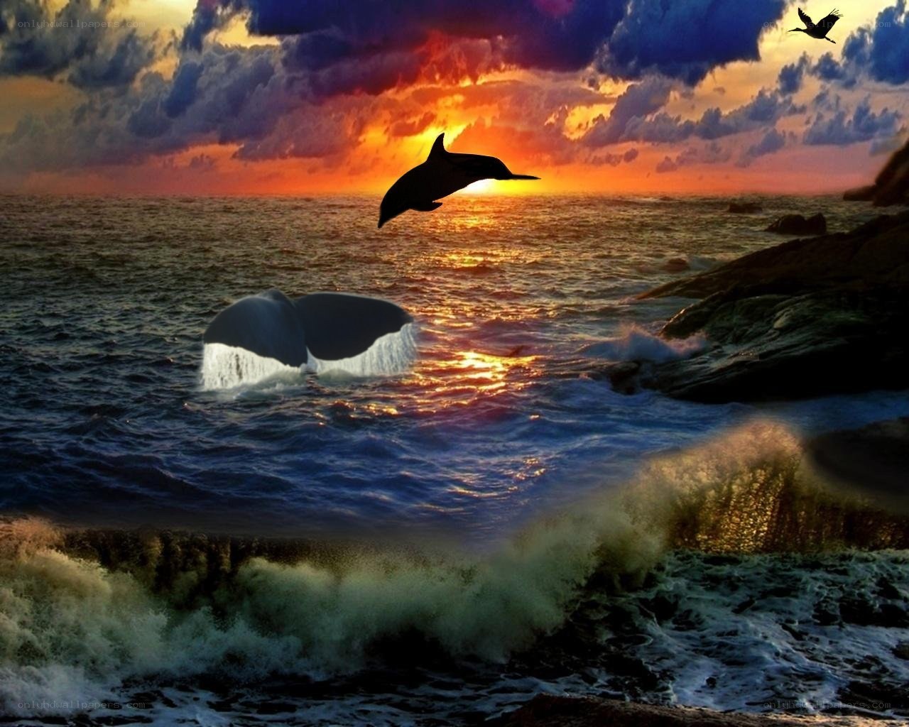 Dolphins and whale at sunset