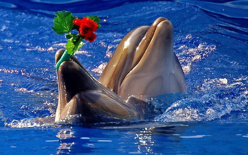 Dolphins Holding Rose — Blue