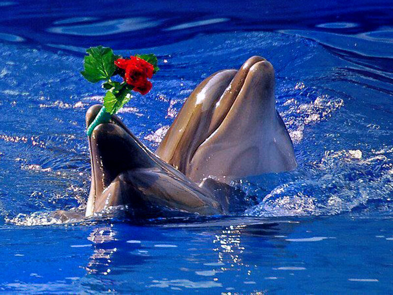 Dolphins Holding Rose