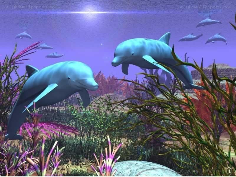 Dolphins in a colorful reef